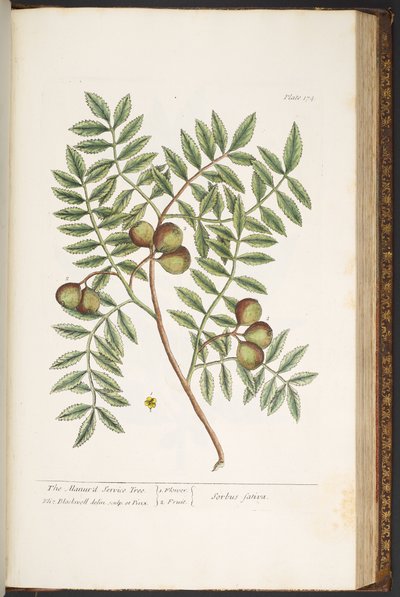 Plate 174, uit 
