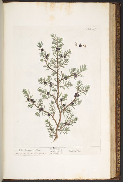Plaat 187, De Jeneverbesboom, uit 
