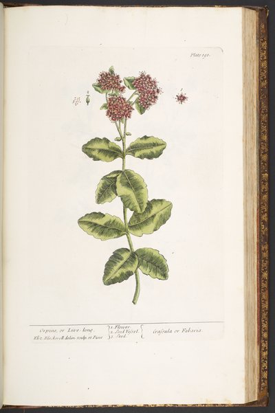 Plaat 191, Orpine, of Live-Long, uit 