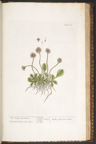 Plaat 200, De Kleine Wilde Madelief, uit 
