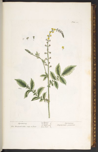 Plaat 21, Agrimonie, uit 