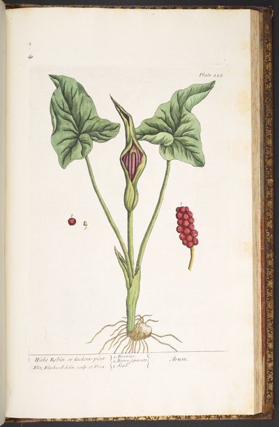 Plaat 228, uit 