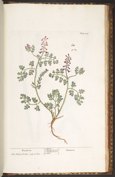 Plaat 237, Fumitory, uit 