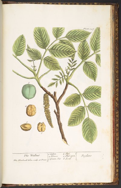 Plaat 247, De Walnoot, uit 