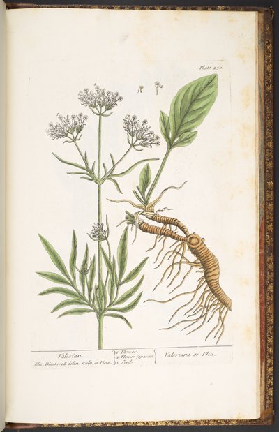 Plaat 250, Valeriaan, uit 