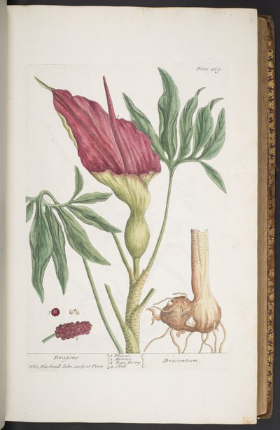 Plaat 269, Draken, of Dracontium, uit 