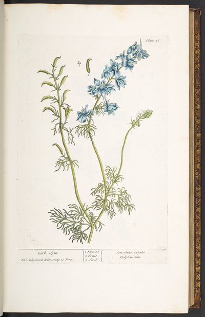 Plate 26, Lark Spur, uit 