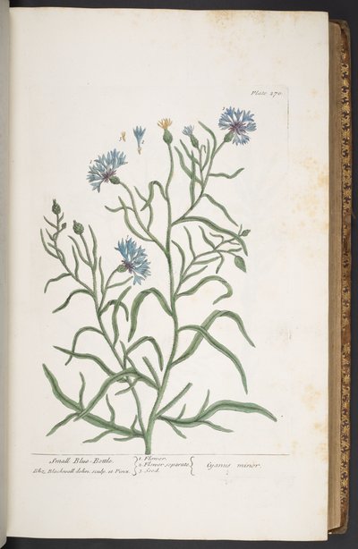 Plaat 270, Kleine Korenbloem, uit 