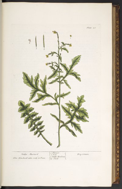 Plaat 28, Heggenmosterd, uit 