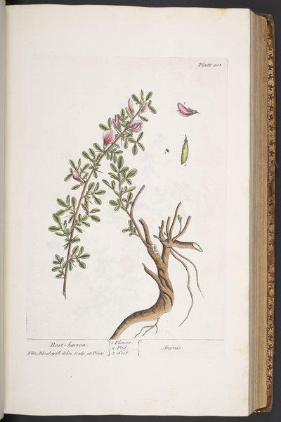 Plate 301, Rest-harrow, uit 