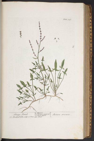 Plate 307, uit 