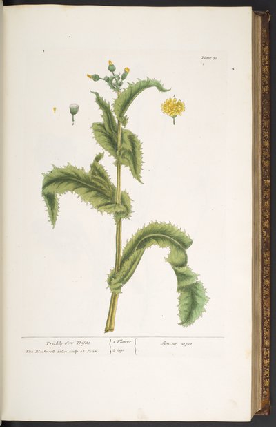 Plaat 30, Stekelige Zonnebloem, uit 