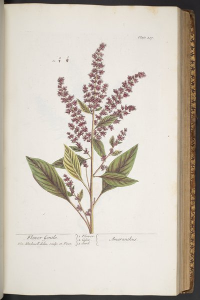Plaat 317, Flower Gentle, of Amaranthus, uit 