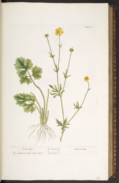 Plaat 31, Boterbloem, uit 