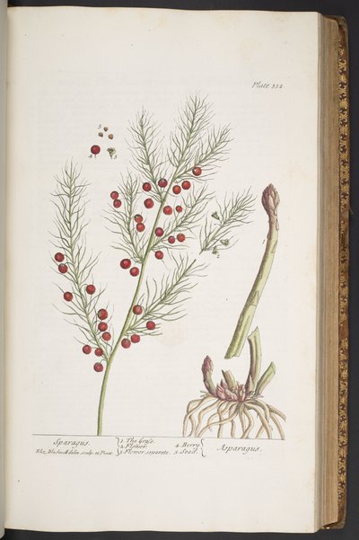Plaat 332, Asperge, uit 