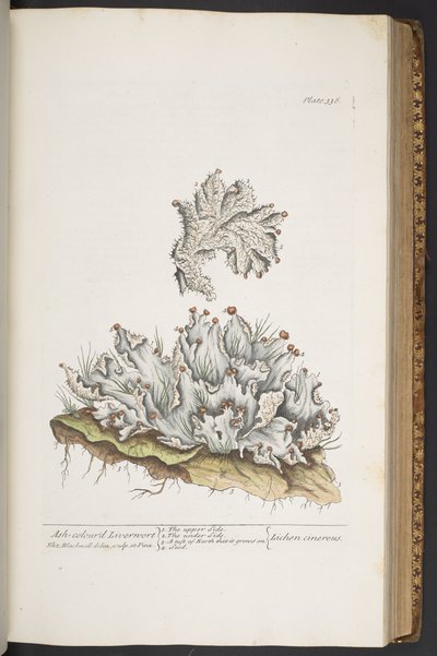 Plaat 336, Asgekleurde Levermos, uit 