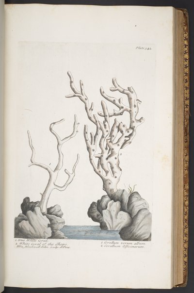 Plaat 342, uit 