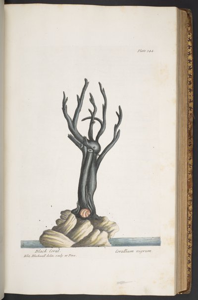 Plaat 344, uit 