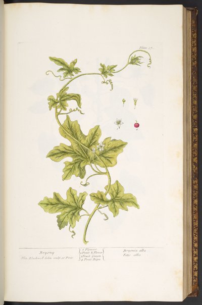 Plate 37, Bryony, uit 