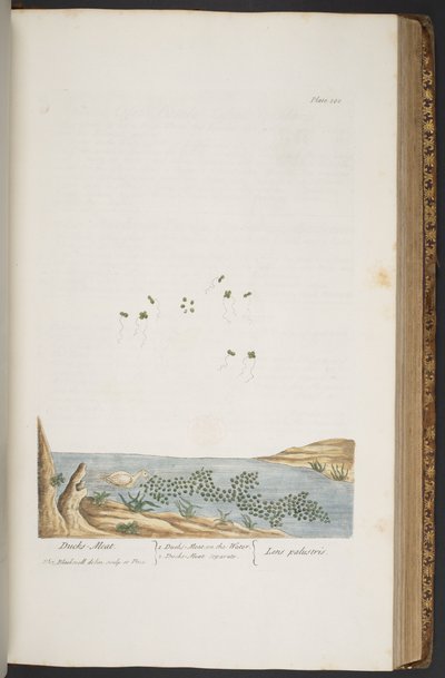 Plaat 380, uit 