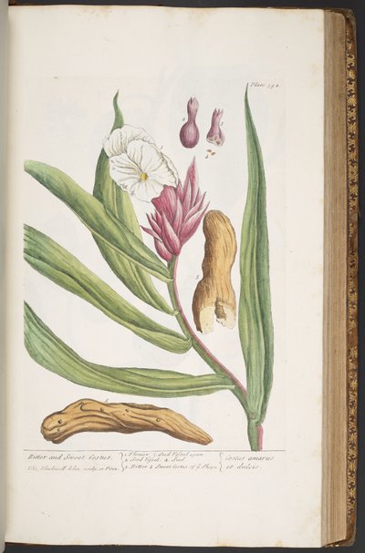 Plaat 394, uit 