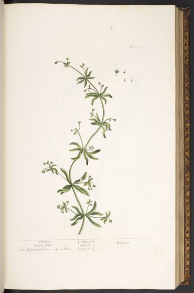 Plaat 39, Kleefkruid, uit 