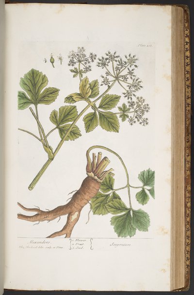 Plaat 408, Alexanders, uit 