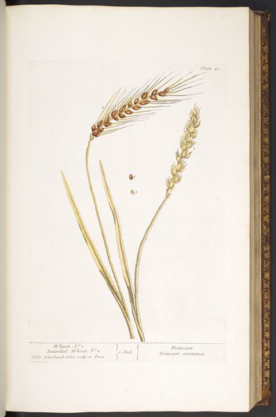 Plate 40, Wheat, en Bearded Wheat, uit 
