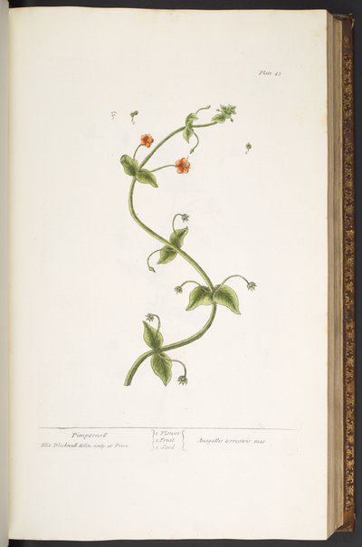 Plate 43, Pimpernell, uit 