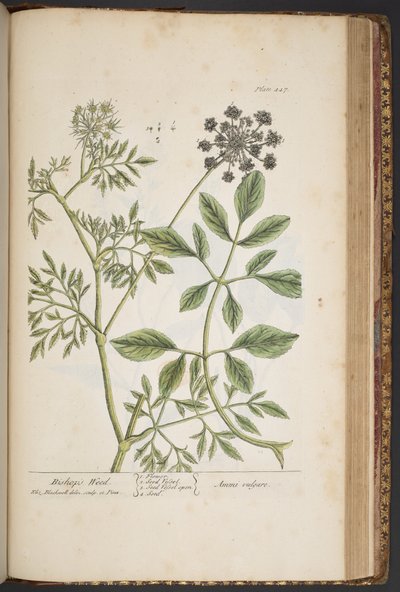 Plaat 447, Bisschopskruid, uit 