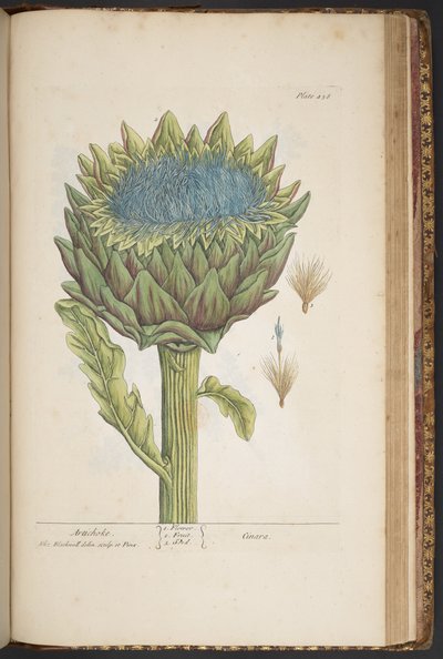 Plaat 458, Artisjok, uit 