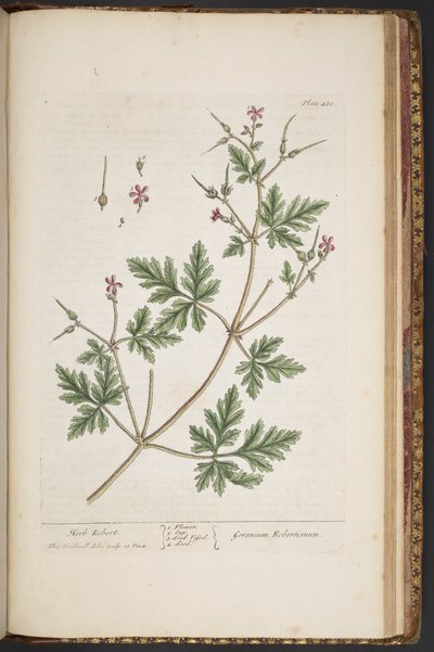 Plaat 480, Herb Robert, uit 