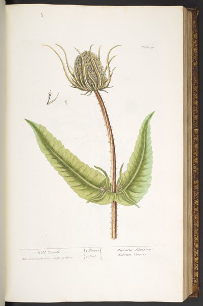 Plate 50, Wild Teasel, uit 
