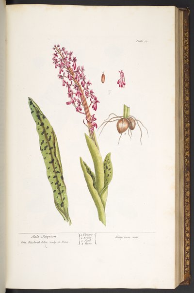 Plaat 53, Mannelijke Satyrion, uit 