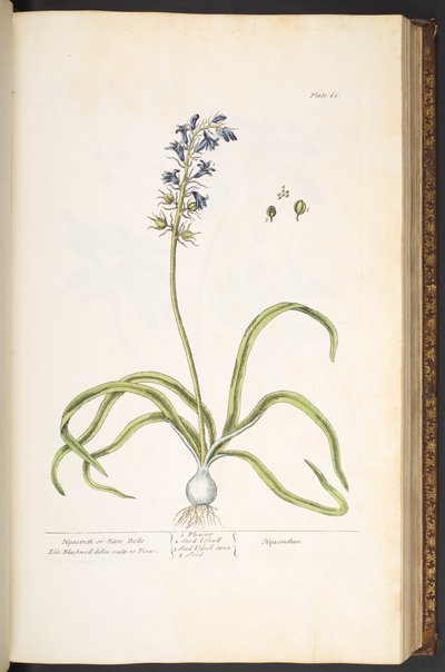 Plaat 61, Hyacint of Hazenklokjes, uit 