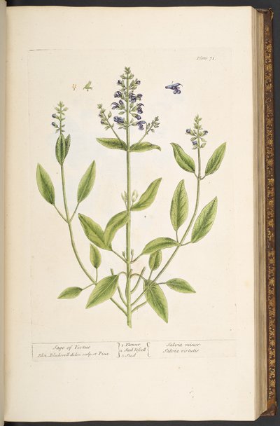 Plate 71, uit 