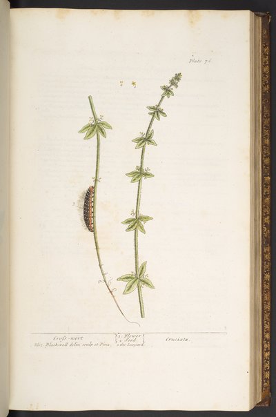 Plate 76, Cross Wort, uit 