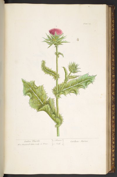 Plaat 79, Vrouwen Distel, uit 