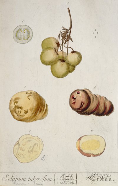 Aardappelknollen, plaat uit 