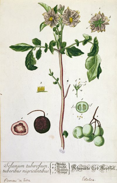 Aardappelplant en vrucht, plaat uit 
