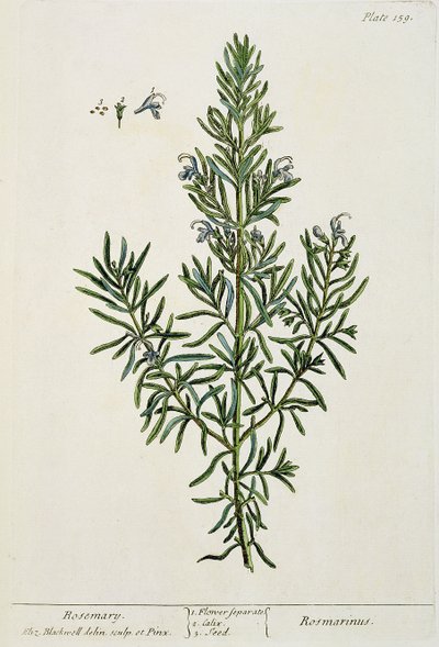 Rosmarinus Officinalis, uit 