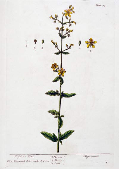 Sint-janskruid, 1782 door Elizabeth Blackwell