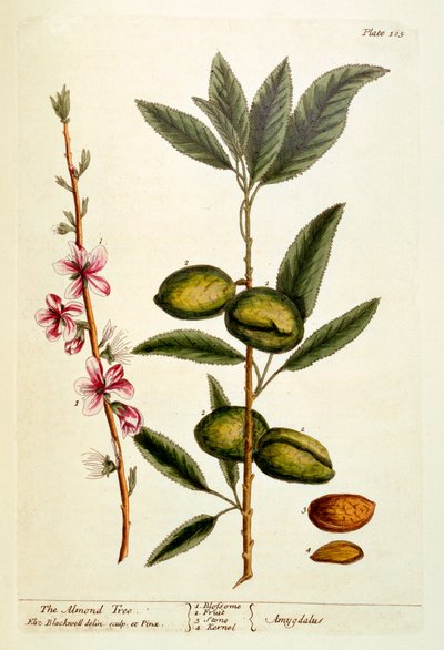 De amandelboom, plaat 105 uit 