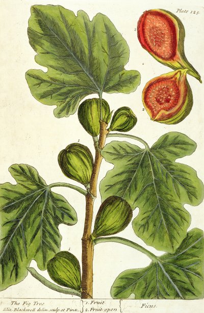 De Vijgenboom, plaat 125 uit 