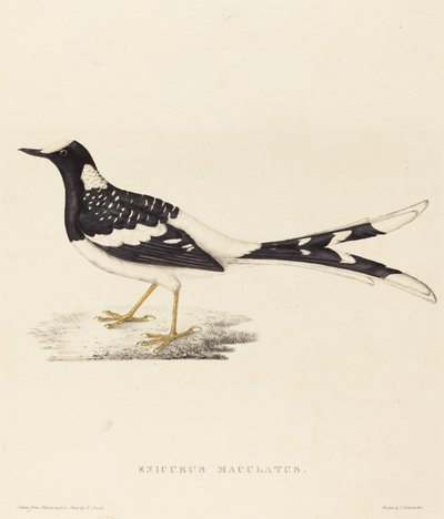 Enicurus Maculatus (Gevlekte vorkstaart) door Elizabeth Gould