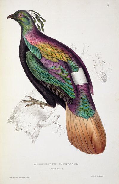 Himalaya Monal Fazant, uit 