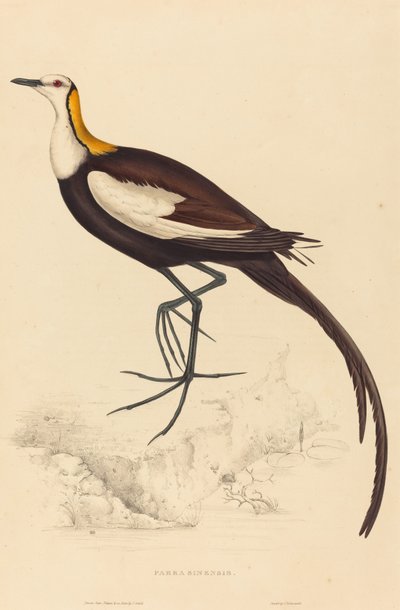 Parra Sinensis (Fazantstaartjacana) door Elizabeth Gould