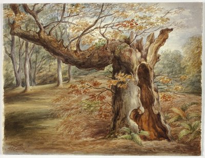Rotte Boom door Elizabeth Murray