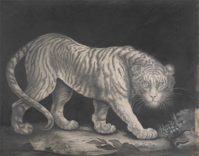Een Sluipende Tijger door Elizabeth Pringle
