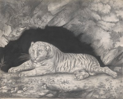 Een Tijger Liggend in de Ingang van een Grot door Elizabeth Pringle